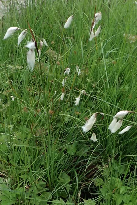 Eriophorum latifolium \ Breitblttriges Wollgras / Broad-Leaved Cotton Grass, A Admont 7.7.2024