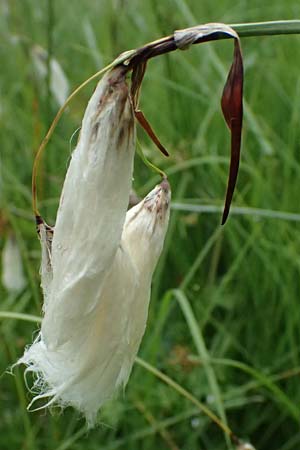 Eriophorum latifolium \ Breitblttriges Wollgras / Broad-Leaved Cotton Grass, A Admont 7.7.2024
