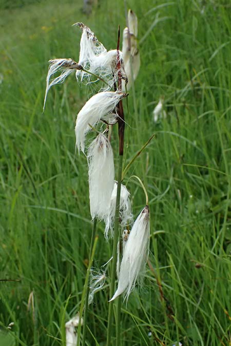 Eriophorum latifolium \ Breitblttriges Wollgras / Broad-Leaved Cotton Grass, A Admont 7.7.2024