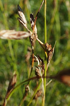 Carex firma \ Polster-Segge / Cushion Sedge, A Kärnten/Carinthia, Petzen 8.8.2016
