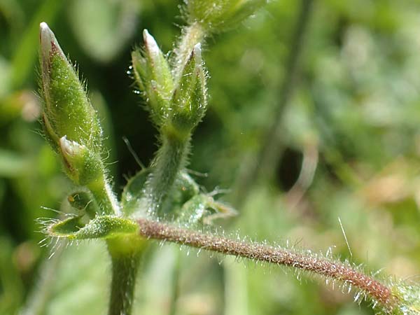 Cerastium lucorum \ Grofrchtiges Hornkraut / Large-Fruit Mouse-Ear, A Kärnten/Carinthia, Petzen 8.8.2016