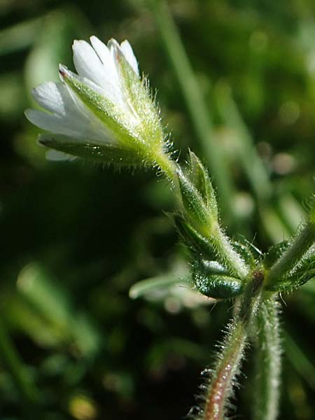 Cerastium lucorum \ Grofrchtiges Hornkraut / Large-Fruit Mouse-Ear, A Kärnten/Carinthia, Petzen 8.8.2016