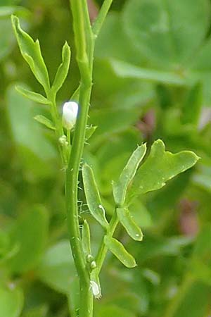 Cardamine matthioli \ Matthiolis Schaumkraut / Matthioli's Bitter-Cress, A Pusterwald 1.7.2019