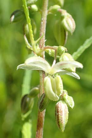 Cannabis sativa var. spontanea \ Wilder Hanf / Wild Hemp, A Weikersdorf am Steinfeld 2.7.2020