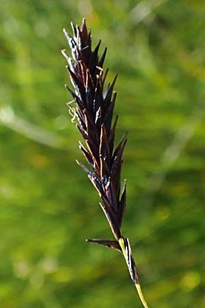 Carex frigida \ Eis-Segge / Ice Sedge, A Wölzer Tauern, Kleiner Zinken 24.7.2021