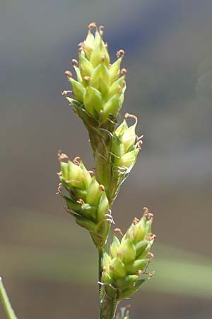 Carex canescens \ Graue Segge / Silvery Sedge, A Wölzer Tauern, Hohenwart 29.7.2021