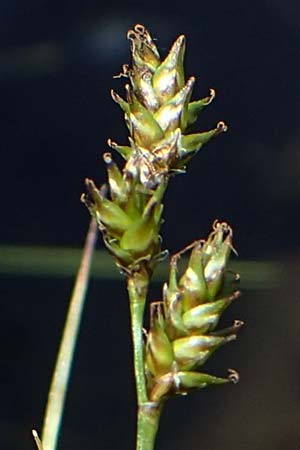 Carex echinata \ Igel-Segge, Stern-Segge / Star Sedge, A Kärnten/Carinthia, Koralpe 1.7.2022