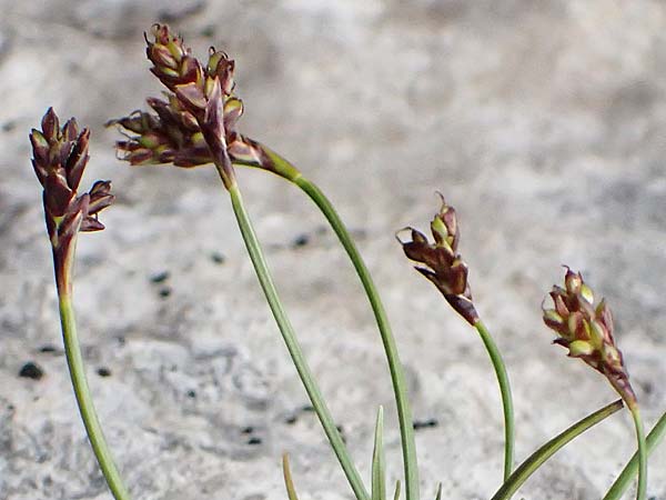 Carex ornithopodioides \ Alpen-Vogelfu-Segge / Alpine Bird's Foot Sedge, A Admont 5.7.2024