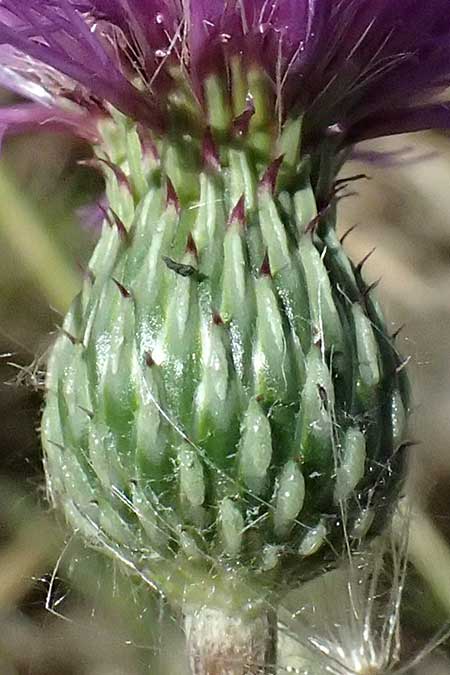 Cirsium canum \ Graue Kratzdistel / Queen Anne's Thistle, A Michelstetten 21.8.2016