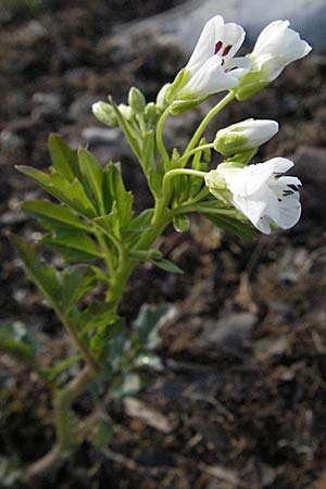 Cardamine amara \ Bitteres Schaumkraut / Large Bitter-Cress, A Bregenz 21.4.2007