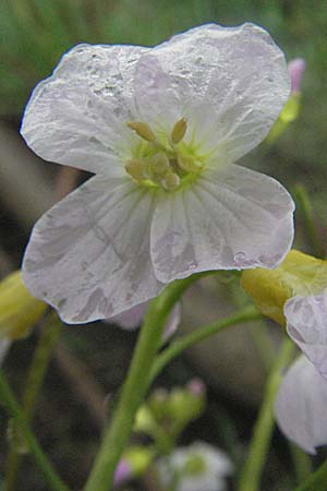 Cardamine pratensis agg. \ Wiesen-Schaumkraut / Cuckooflower, A Bregenz 5.5.2007