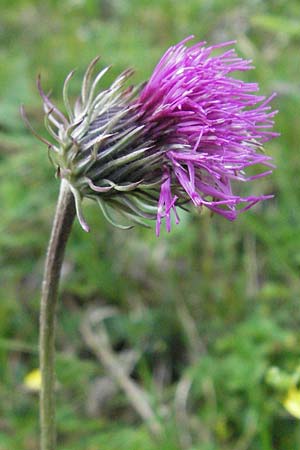 Carduus defloratus \ Alpen-Distel / Alpine Thistle, A Imst 10.6.2007