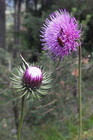 Carduus defloratus \ Alpen-Distel / Alpine Thistle, A Imst 10.6.2007