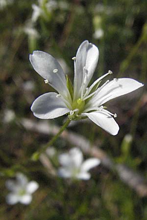Sabulina austriaca \ sterreicher Miere / Austrian Sandwort, A Kärnten/Carinthia, Petzen 21.7.2007