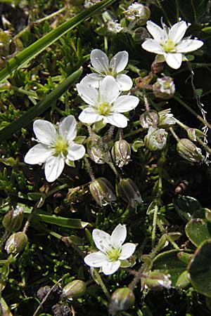 Sabulina austriaca \ sterreicher Miere / Austrian Sandwort, A Kärnten/Carinthia, Petzen 21.7.2007