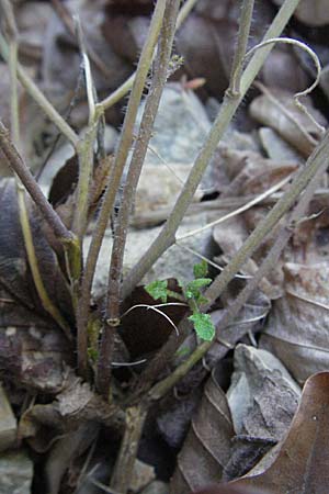 Arabidopsis arenosa \ Sand- / Sand Rock-Cress, A Hengstpass 14.7.2007