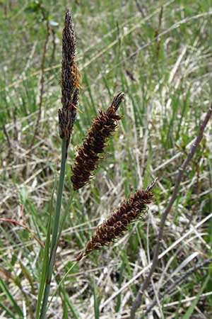 Carex flacca \ Blaugrne Segge / Blue Sedge, Carnation Grass, A Reutte 25.5.2008