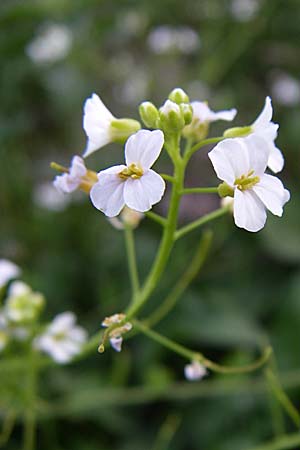 Arabidopsis halleri \ Hallers Schaumkresse / Haller's Rock-Cress, A Menauer Alm 31.5.2008