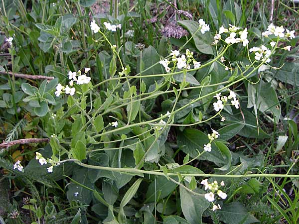 Arabidopsis halleri \ Hallers Schaumkresse / Haller's Rock-Cress, A Menauer Alm 31.5.2008