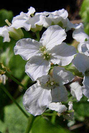 Cardamine trifolia \ Kleeblttriges Schaumkraut, Wald-Schaumkraut / Three-Leaved Cuckoo Flower, Trefoil Cress, A Menauer Alm 31.5.2008