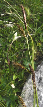 Carex sempervirens \ Horst-Segge, Immergrne Segge / Evergreen Sedge, A Kärnten/Carinthia, Petzen 2.7.2010