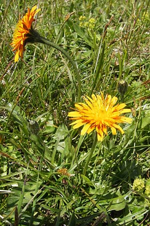 Crepis aurea \ Gold-Pippau / Golden Hawk's-Beard, A Trenchtling 3.7.2010