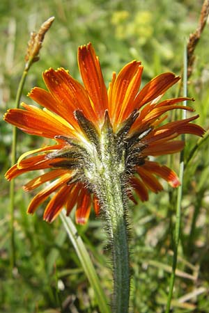Crepis aurea \ Gold-Pippau / Golden Hawk's-Beard, A Trenchtling 3.7.2010