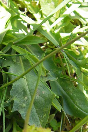 Crepis aurea \ Gold-Pippau / Golden Hawk's-Beard, A Trenchtling 3.7.2010