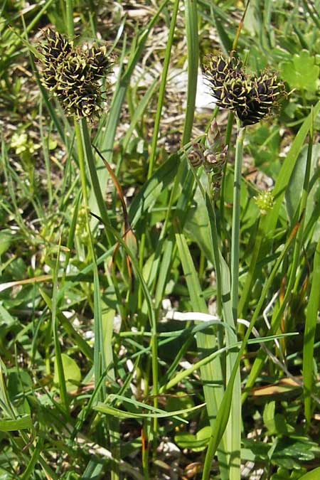 Carex parviflora \ Kleinbltige Segge / Small-Flowered Sedge, A Dachstein 20.7.2010