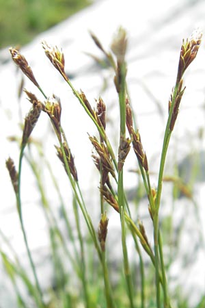 Carex firma \ Polster-Segge / Cushion Sedge, A Dachstein 20.7.2010
