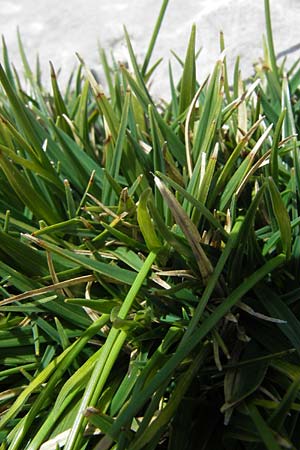 Carex firma \ Polster-Segge / Cushion Sedge, A Dachstein 20.7.2010