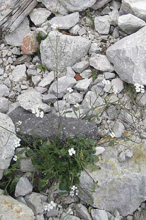 Arabidopsis arenosa \ Sand- / Sand Rock-Cress, A Dachstein 20.7.2010