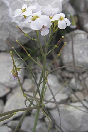 Arabidopsis arenosa \ Sand- / Sand Rock-Cress, A Dachstein 20.7.2010