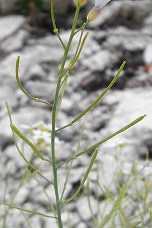 Arabidopsis arenosa \ Sand- / Sand Rock-Cress, A Dachstein 20.7.2010