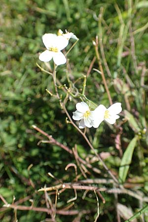 Arabidopsis arenosa \ Sand- / Sand Rock-Cress, A Kärnten/Carinthia, St. Paul im Lavanttal 16.5.2016