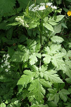 Chaerophyllum hirsutum \ Berg-Klberkropf / Hairy Chervil, A Kärnten/Carinthia, St. Paul im Lavanttal 16.5.2016