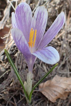 Crocus albiflorus \ Alpen-Krokus / Spring Crocus, A Kärnten/Carinthia, Hochstuhl 17.5.2016
