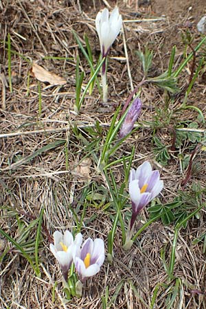 Crocus albiflorus \ Alpen-Krokus / Spring Crocus, A Kärnten/Carinthia, Hochobir 19.5.2016