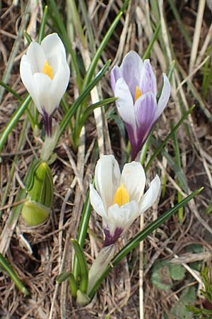 Crocus albiflorus \ Alpen-Krokus / Spring Crocus, A Kärnten/Carinthia, Hochstuhl 17.5.2016