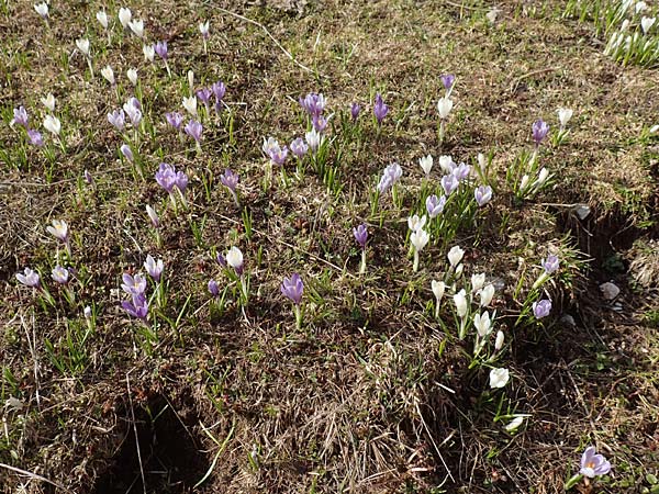 Crocus albiflorus \ Alpen-Krokus / Spring Crocus, A Kärnten/Carinthia, Hochstuhl 17.5.2016