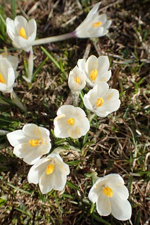 Crocus albiflorus \ Alpen-Krokus / Spring Crocus, A Kärnten/Carinthia, Hochstuhl 17.5.2016