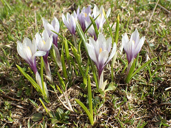 Crocus albiflorus \ Alpen-Krokus / Spring Crocus, A Kärnten/Carinthia, Hochstuhl 17.5.2016