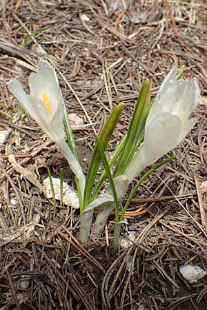 Crocus albiflorus \ Alpen-Krokus / Spring Crocus, A Kärnten/Carinthia, Hochobir 19.5.2016