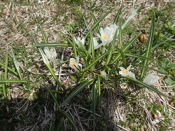Crocus albiflorus \ Alpen-Krokus / Spring Crocus, A Kärnten/Carinthia, Hochobir 19.5.2016