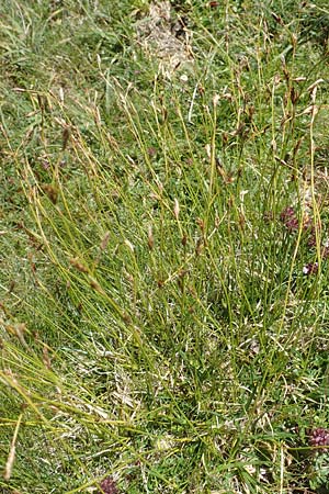Carex firma \ Polster-Segge / Cushion Sedge, A Kärnten/Carinthia, Petzen 8.8.2016