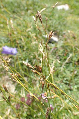 Carex firma \ Polster-Segge / Cushion Sedge, A Kärnten/Carinthia, Petzen 8.8.2016