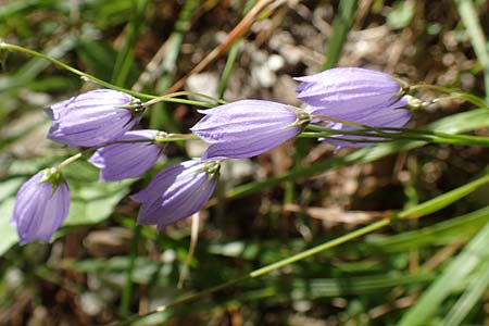 Campanula cespitosa \ Rasen-Glockenblume / Carpet Bellflower, A Kärnten/Carinthia, Tscheppa - Schlucht / Gorge 20.8.2016