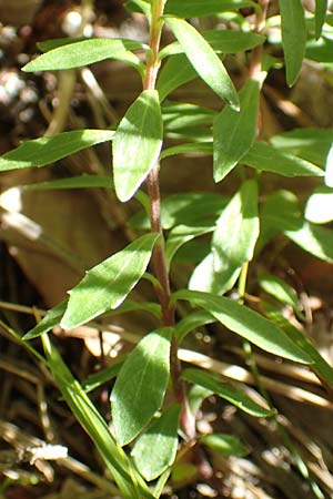 Campanula cespitosa \ Rasen-Glockenblume / Carpet Bellflower, A Kärnten/Carinthia, Tscheppa - Schlucht / Gorge 20.8.2016