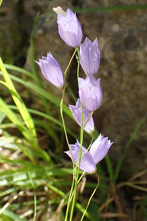 Campanula cespitosa \ Rasen-Glockenblume / Carpet Bellflower, A Kärnten/Carinthia, Tscheppa - Schlucht / Gorge 20.8.2016