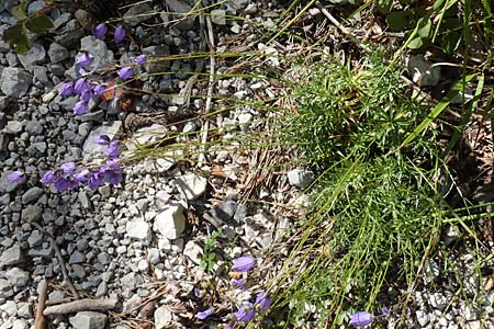 Campanula cespitosa \ Rasen-Glockenblume / Carpet Bellflower, A Kärnten/Carinthia, Tscheppa - Schlucht / Gorge 20.8.2016
